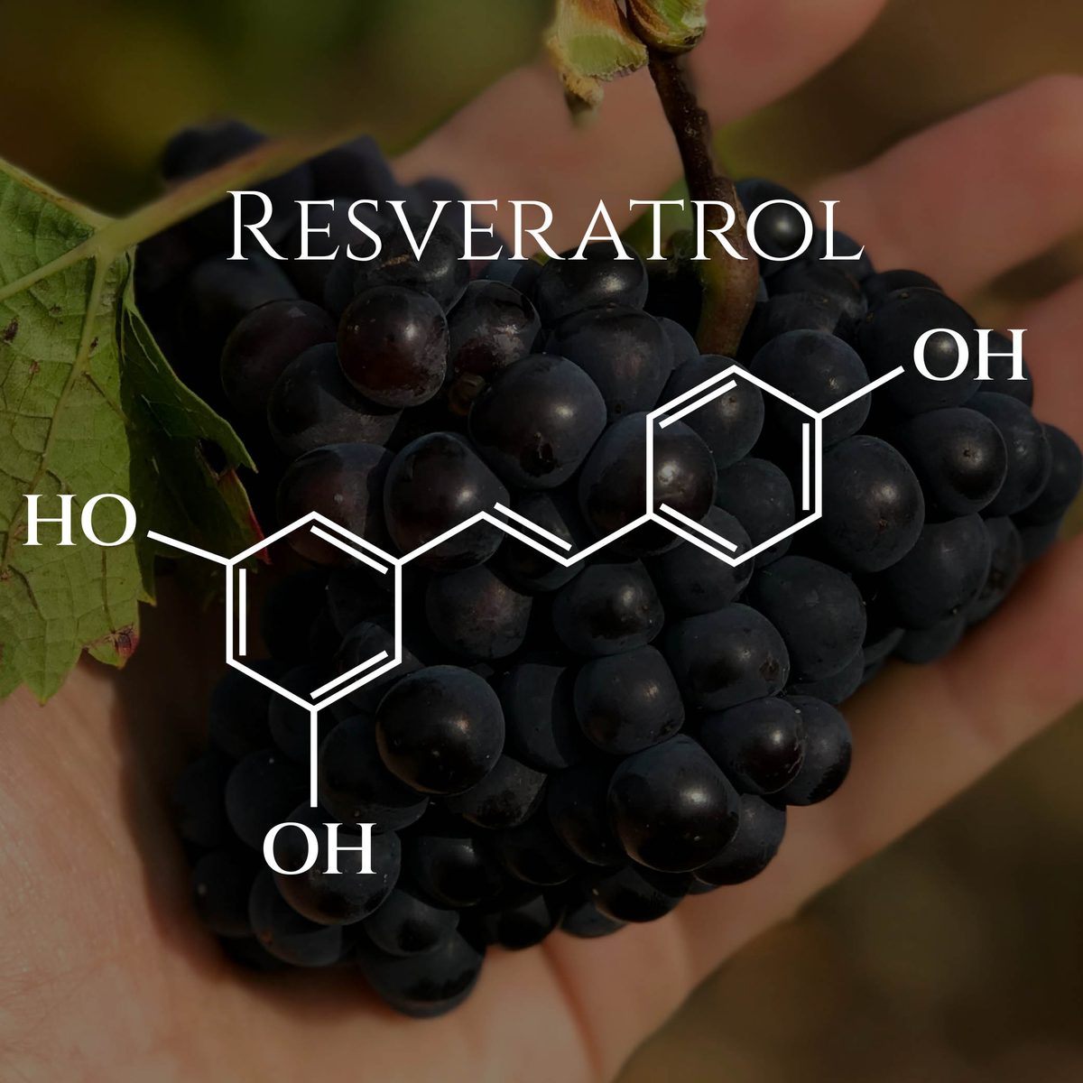 Cluster of dark grapes overlaid with the molecular structure of resveratrol