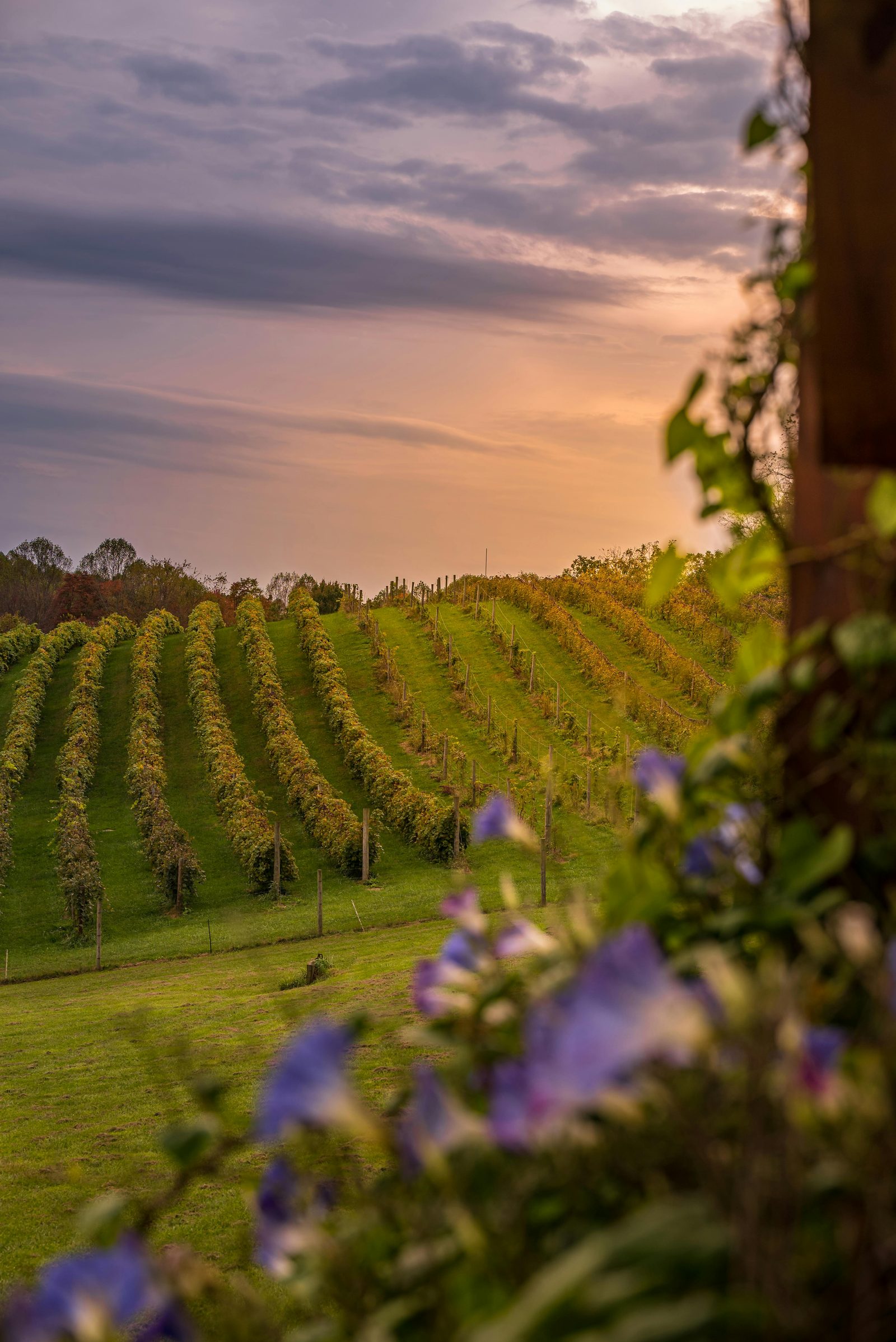 Rows of vines at golden hour with wildflowers framing the foreground