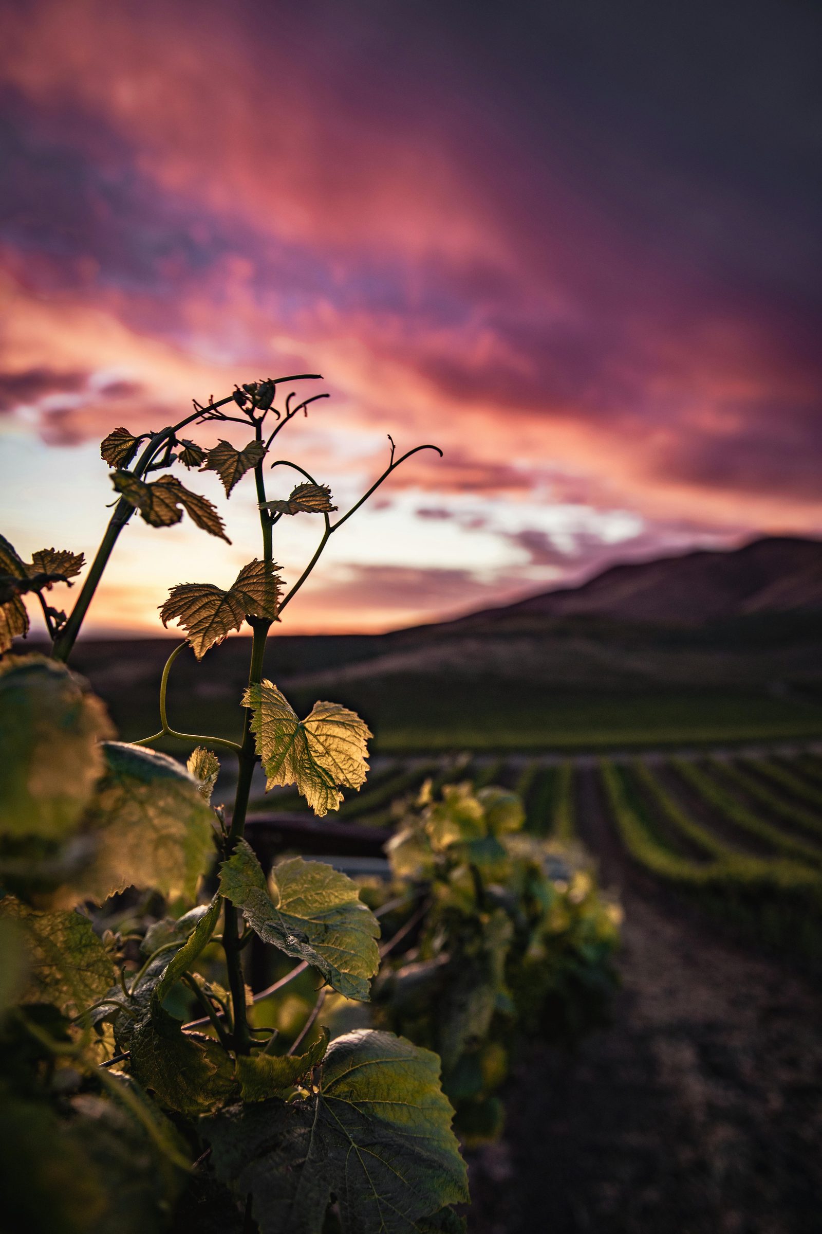A single grape vine silhouetted against a dramatic sunset sky